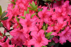 Girard’s Rose Evergreen Azalea with rose-pink blooms at Lakeside Garden Gallery Brampton Ontario
