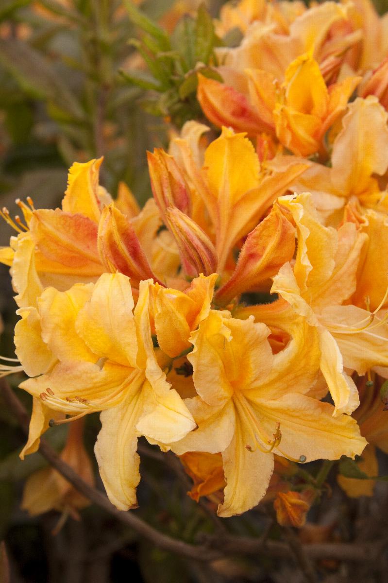 Golden Lights Deciduous Azalea with golden blooms at Lakeside Garden Gallery Brampton Ontario