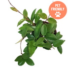 Hoya carnosa wax plant with glossy leaves at Lakeside Garden Gallery Brampton Ontario