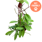 Pet friendly Hoya pubicalyx Speckled vine with trailing stems