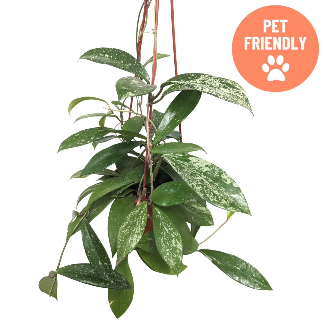 Hoya pubicalyx Speckled houseplant with silver-flecked leaves at Lakeside Garden Gallery Brampton Ontario