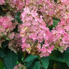Hydrangea Pink Diamond panicle hydrangea with white to pink blooms at Lakeside Garden Gallery Brampton Ontario