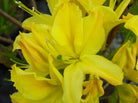 Lemon Lights Deciduous Azalea with bright yellow blooms at Lakeside Garden Gallery Brampton Ontario