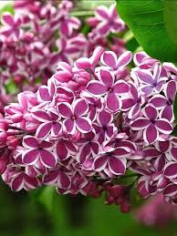 Lilac Hope with white blooms edged in lavender-pink at Lakeside Garden Gallery Brampton Ontario
