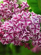 Lilac Hope with white blooms edged in lavender-pink at Lakeside Garden Gallery Brampton Ontario