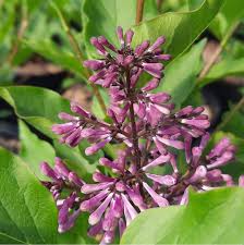 Lilac Miss Kim dwarf shrub with lavender-blue blooms at Lakeside Garden Gallery Brampton Ontario