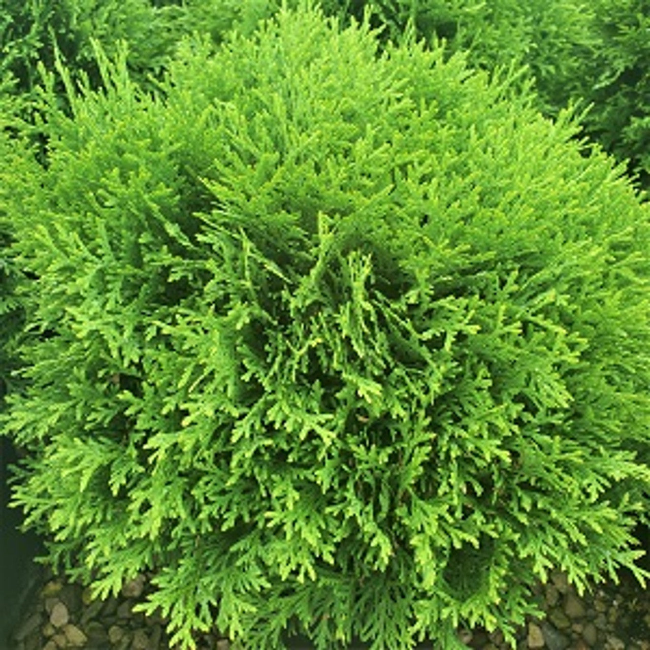 Little Champion Globe Cedar compact evergreen shrub at Lakeside Garden Gallery Brampton Ontario