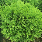 Little Champion Globe Cedar compact evergreen shrub at Lakeside Garden Gallery Brampton Ontario