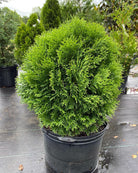Little Giant Cedar dwarf globe evergreen shrub at Lakeside Garden Gallery Brampton Ontario