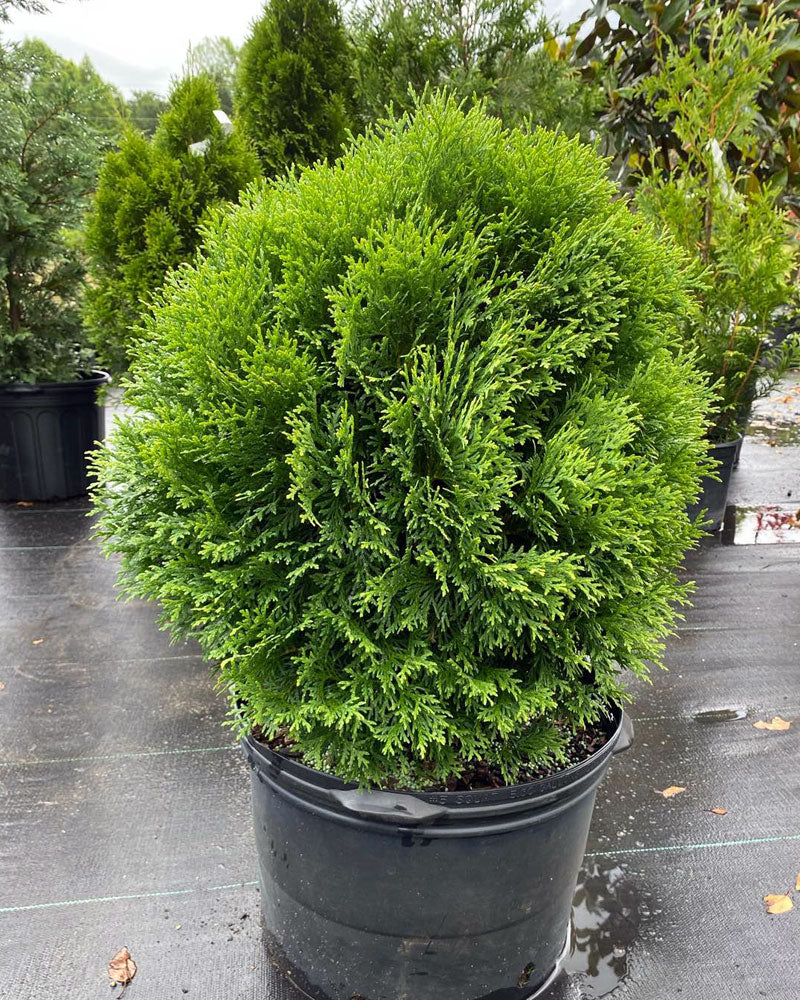 Little Giant Cedar dwarf globe evergreen shrub at Lakeside Garden Gallery Brampton Ontario
