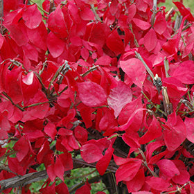 Crabapple Tree ‘Pink Spires’ with pink flowers at Lakeside Garden Gallery Brampton Ontario