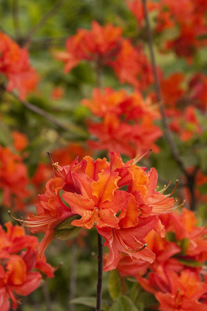 Mandarin Lights Deciduous Azalea with fiery orange blooms at Lakeside Garden Gallery Brampton Ontario