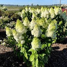 Moonrock Hydrangea Bloomin’ Easy with white flowers and lime centres at Lakeside Garden Gallery Brampton Ontario