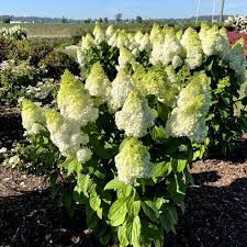 Moonrock Hydrangea Bloomin’ Easy with white flowers and lime centres at Lakeside Garden Gallery Brampton Ontario