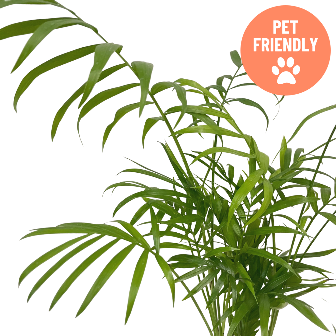 Neanthe Bella Palm houseplant with lush fronds at Lakeside Garden Gallery Brampton Ontario