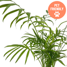 Neanthe Bella Palm houseplant with lush fronds at Lakeside Garden Gallery Brampton Ontario
