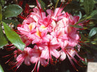 Pink and Sweet Deciduous Azalea with fragrant pink blooms at Lakeside Garden Gallery Brampton Ontario