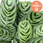 Calathea burle-marxii with purple undersides in decorative pot