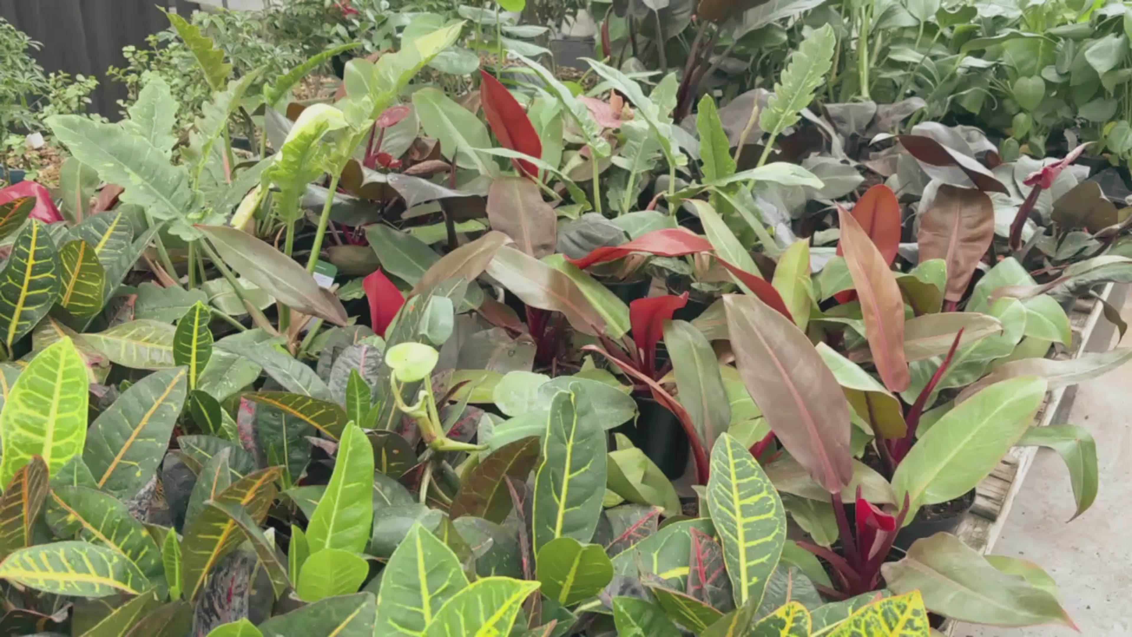 Tropicals & Houseplants (2026) – Lakeside Garden Gallery