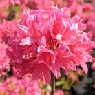 Rosy Lights Deciduous Azalea with pink blooms at Lakeside Garden Gallery Brampton Ontario