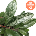 Wax plant Hoya pubicalyx Speckled in decorative hanging pot