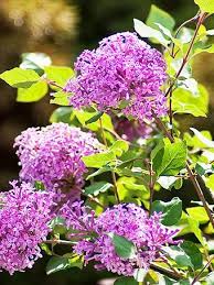 Syringa vulgaris Nadezhda flowering shrub with fragrant blossoms in Ontario