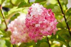 Vanilla Strawberry Hydrangea with white to pink blooms at Lakeside Garden Gallery Brampton Ontario