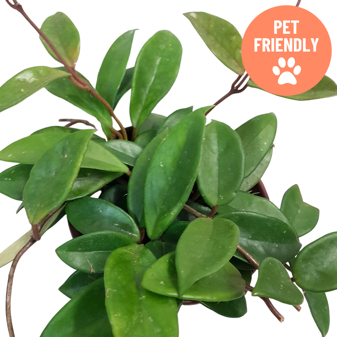 Classic Hoya carnosa houseplant in decorative pot Ontario