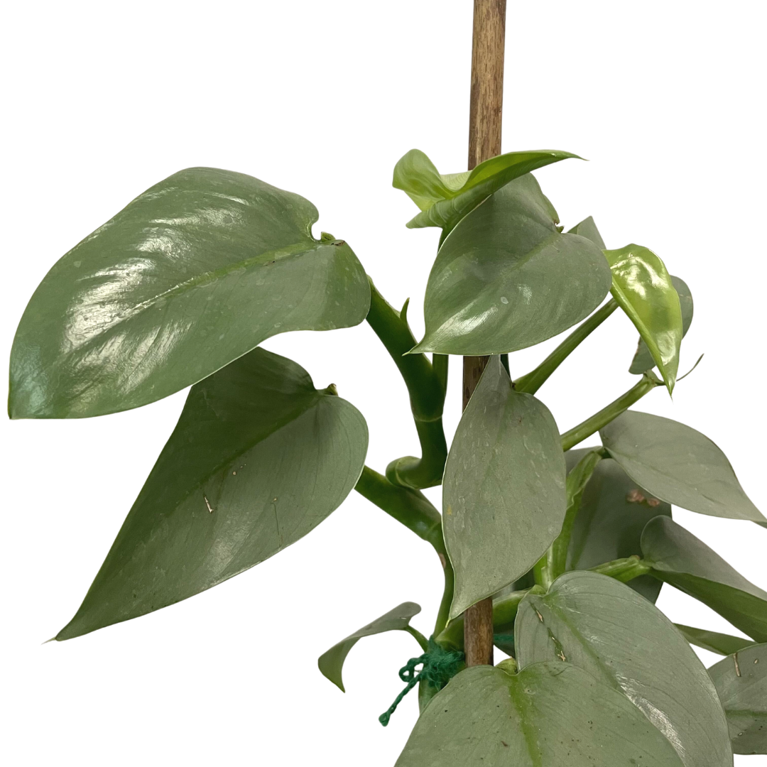philodendron silver sword toxic to cats Philodendron: Silver Sword – Lakeside Garden Gallery