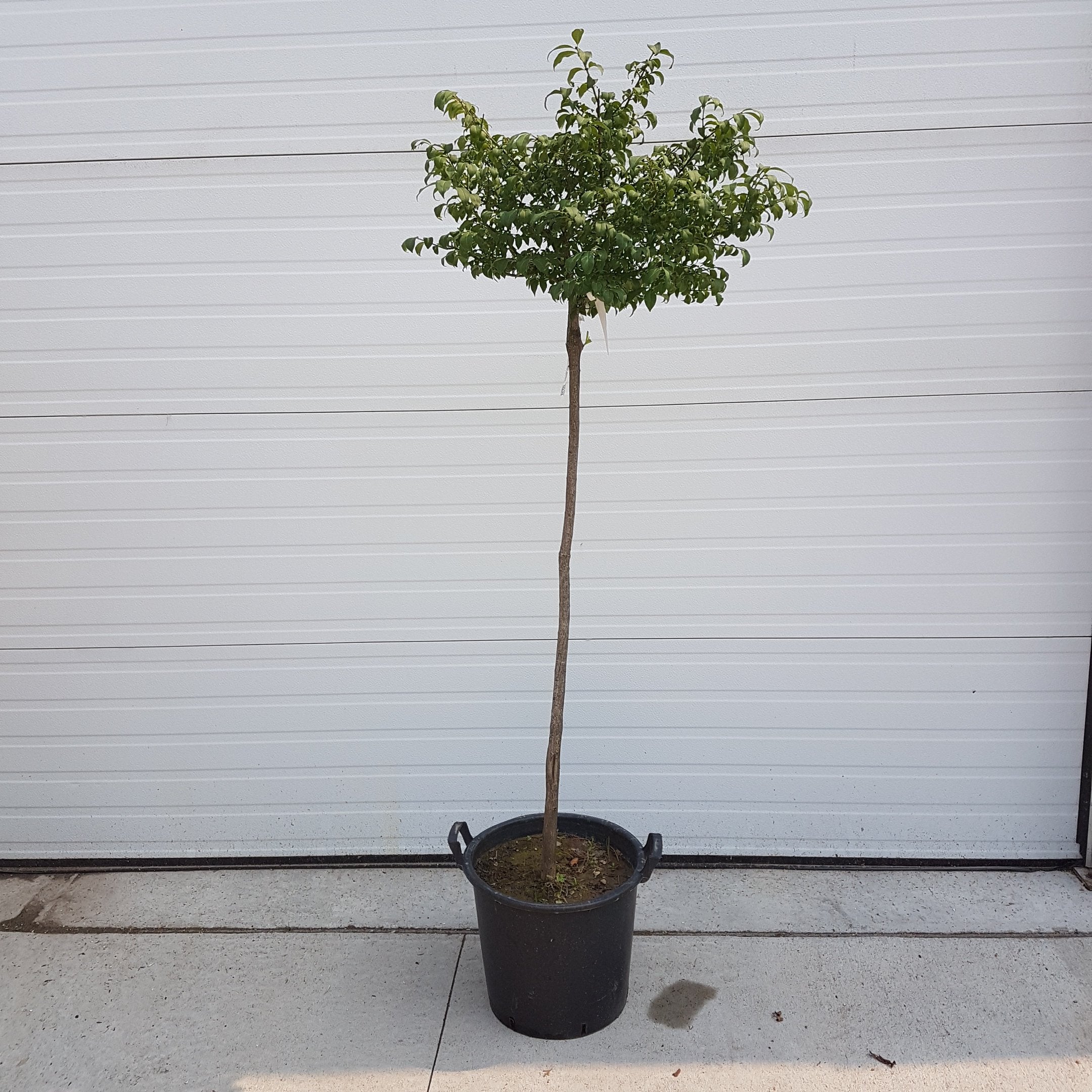 Burning Bush Standard – Lakeside Garden Gallery