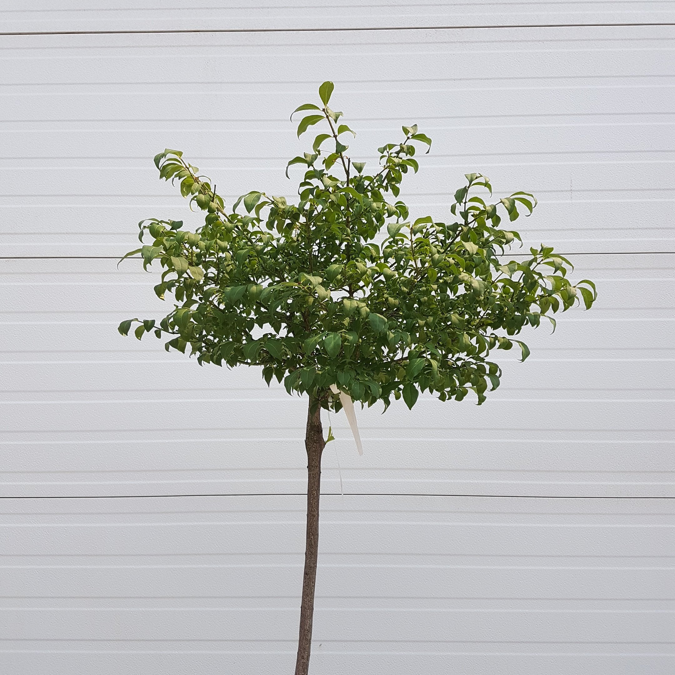 Burning Bush Standard – Lakeside Garden Gallery