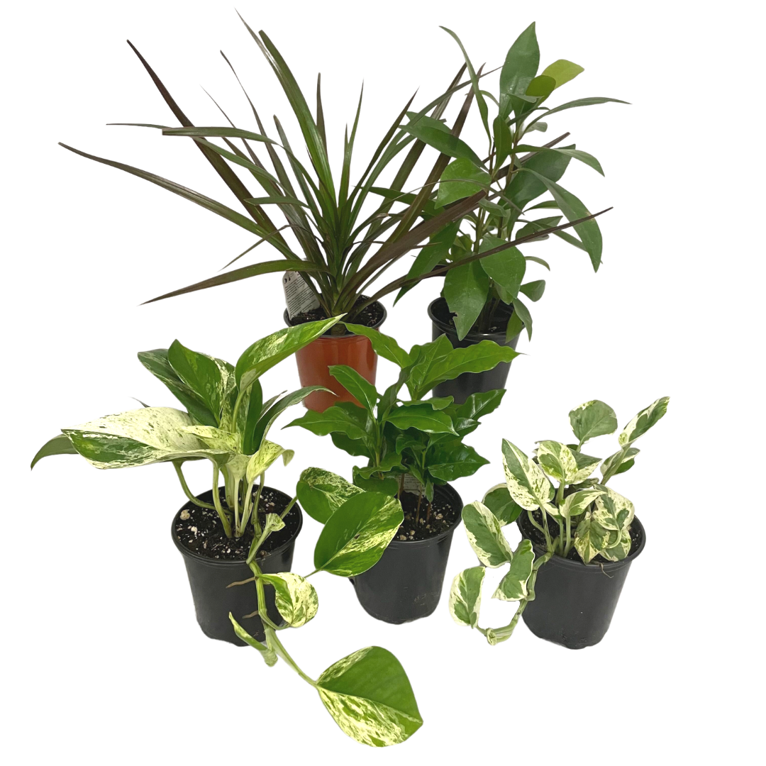 Mystery Tropical Plant Bundle - 3pk (Online Only)