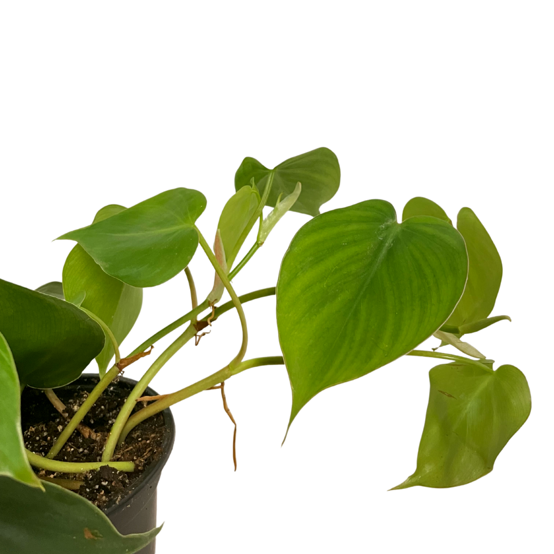 Philodendron: Sweetheart Vine