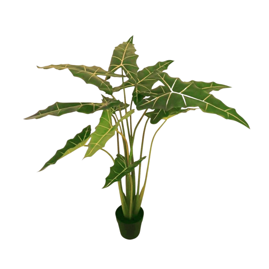 Alocasia Silk Plant Lakeside Garden Gallery