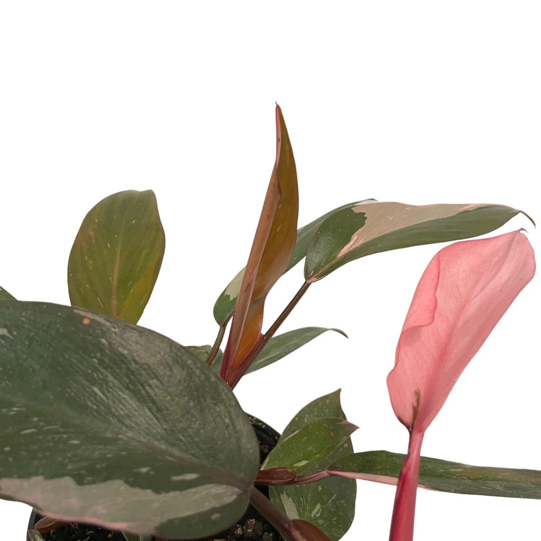 Philodendron: Pink Princess