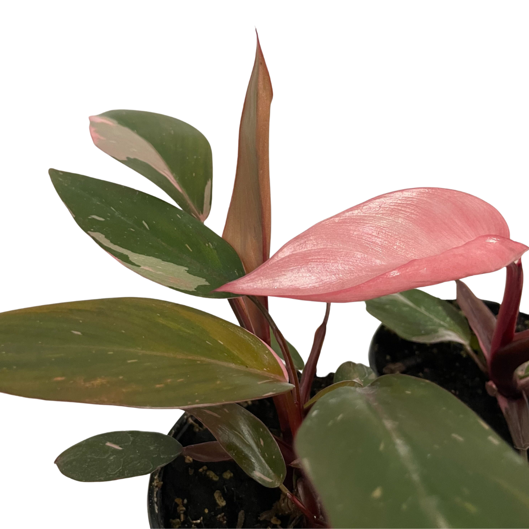 Philodendron: Pink Princess