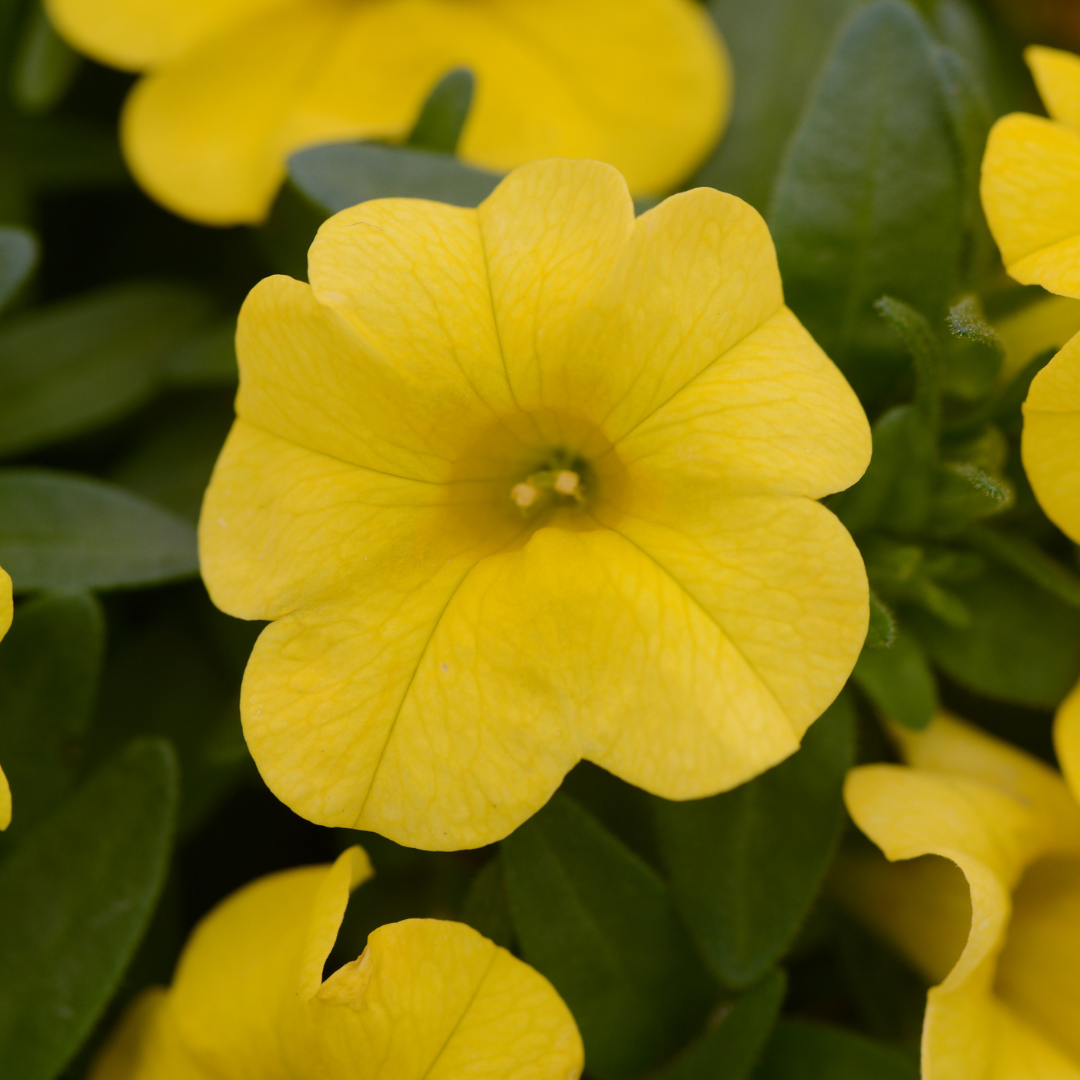 Grower's Choice Calibrachoa: Conga 4