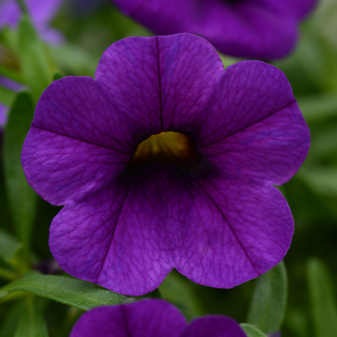 Grower's Choice Calibrachoa: Conga 4