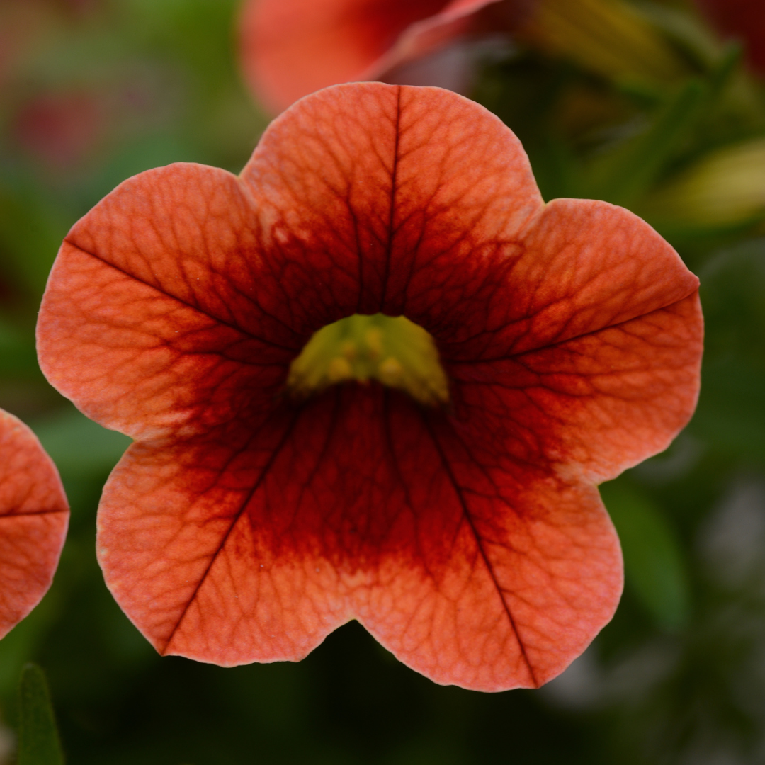 Grower's Choice Calibrachoa: Conga 4
