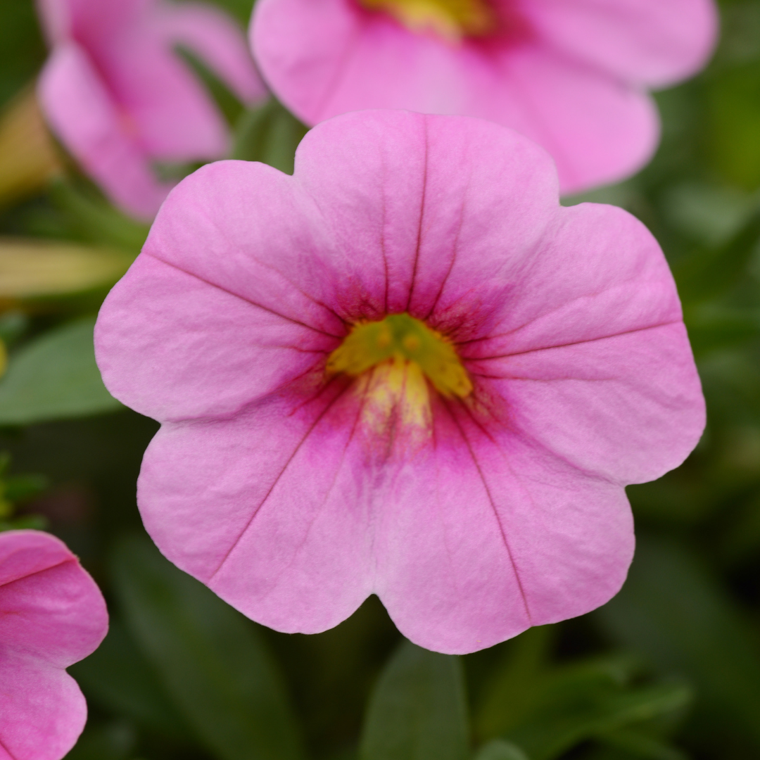 Grower's Choice Calibrachoa: Conga 4