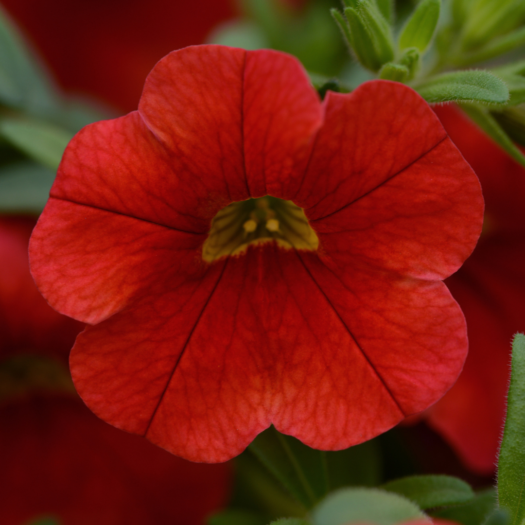 Grower's Choice Calibrachoa: Conga 4