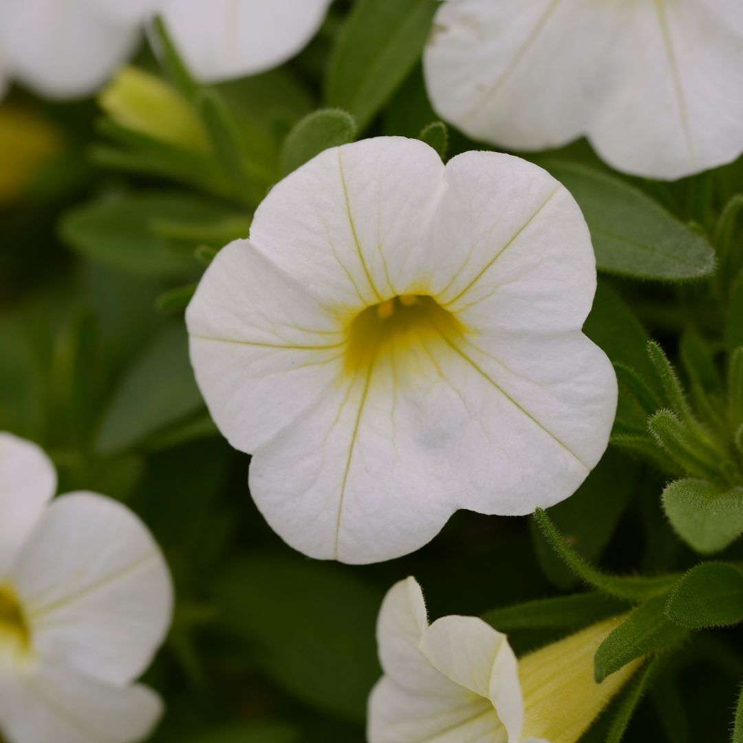 Grower's Choice Calibrachoa: Conga 4