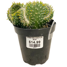 Cacti varieties collection at Lakeside Garden Gallery Brampton Ontario