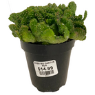 Cacti varieties collection at Lakeside Garden Gallery Brampton Ontario