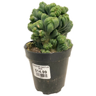 Cacti varieties collection at Lakeside Garden Gallery Brampton Ontario