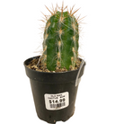 Cacti varieties collection at Lakeside Garden Gallery Brampton Ontario