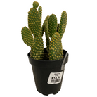 Cacti varieties collection at Lakeside Garden Gallery Brampton Ontario