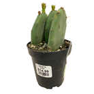 Cacti varieties collection at Lakeside Garden Gallery Brampton Ontario