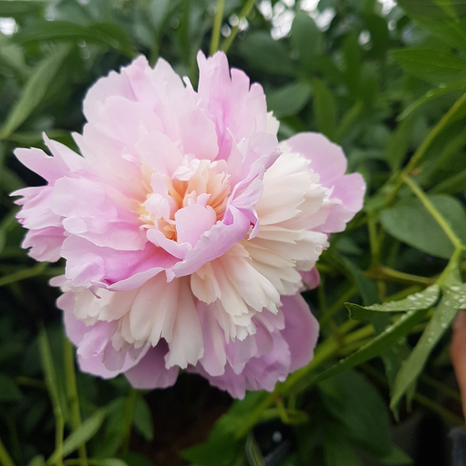 SORRENTO TOP - PEONY