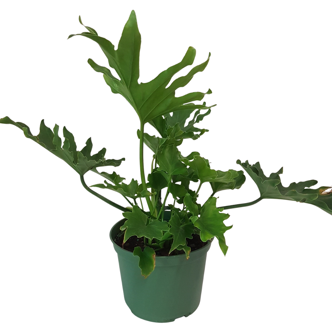 little hope philodendron Philodendron Hope – Lakeside Garden Gallery